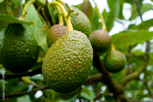 Avocado tree in Guatemala, Central America, green economy, export crop, harvest 2019.