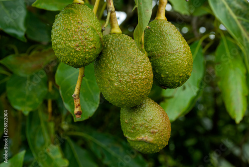 Avocado tree in Guatemala  Central America  green economy  export crop  harvest 2019.
