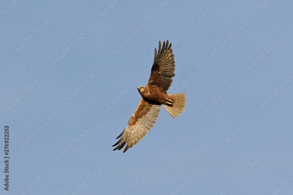 Fototapeta premium bald eagle in flight