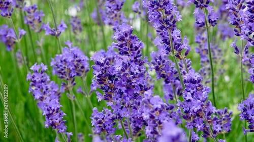 Lavendel  Nahaufnahme