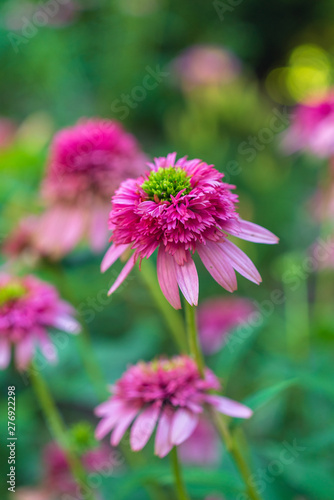 Double pink coneflower in a garden in the summer