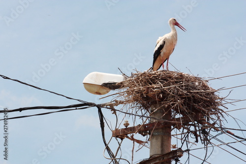 White stork nest on a light pole in Romania 