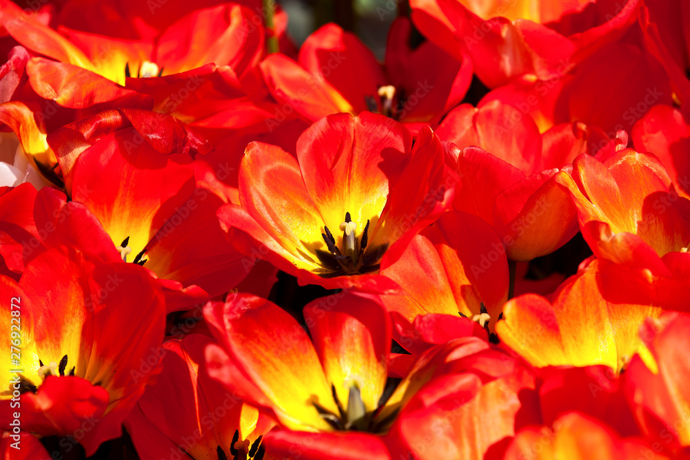 Yellow red tulips Yellow red tulips