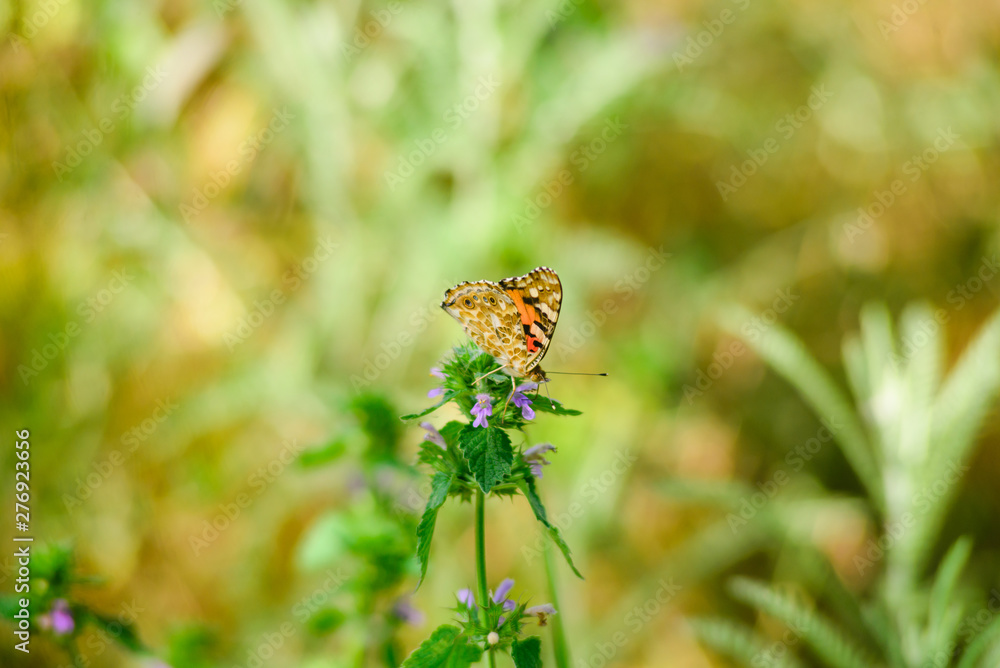 A beautiful butterfly with orange wings sits on a wild flower. A beautiful butterfly with orange wings sits on a wild flower.