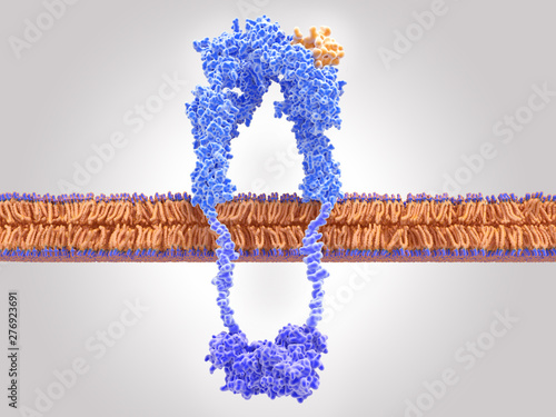Insulin receptor activated by insulin binding