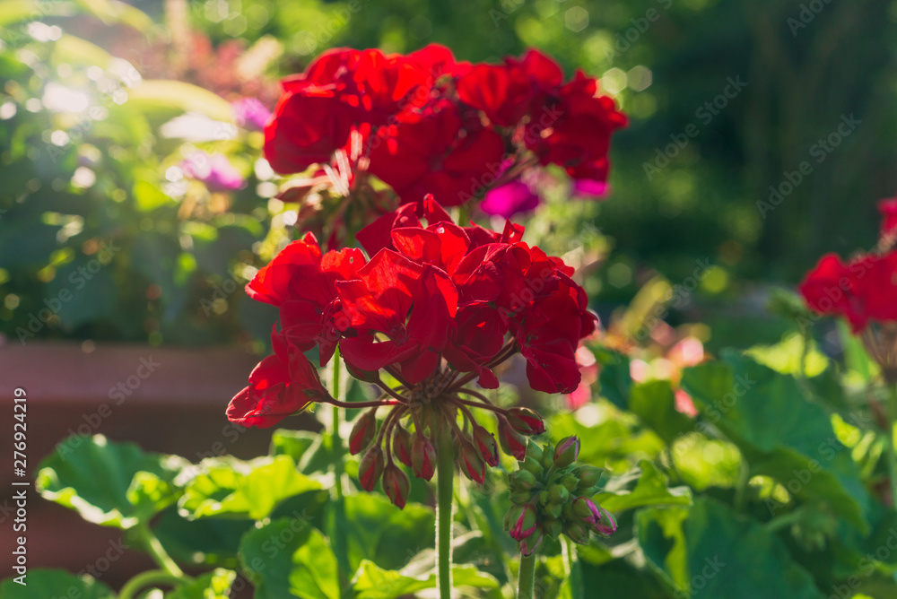 Red begonia flowers blooming in a garden in the summer
