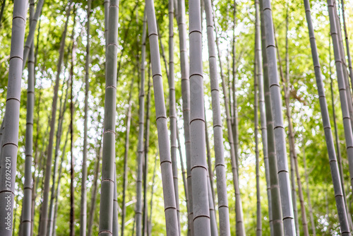 Close up of bamboo trees growing in a forest in Japan.
