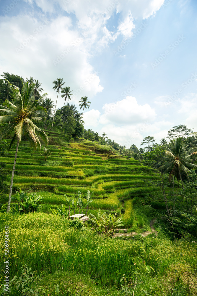 Green rice fields on Bali island Green rice fields on Bali island