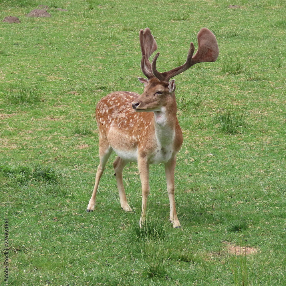 deer, fallow deer in the open air on a clearing in northern Germany deer, fallow deer in the open air on a clearing in northern Germany