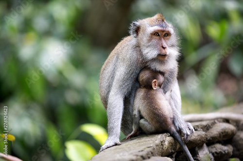 Female monkey with her baby photo