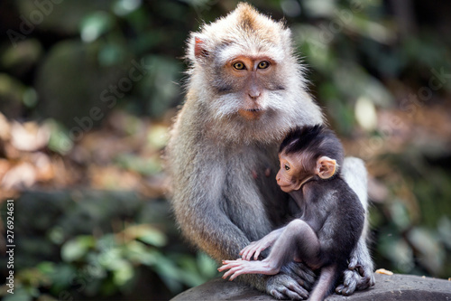Thoughtful monkey with a baby