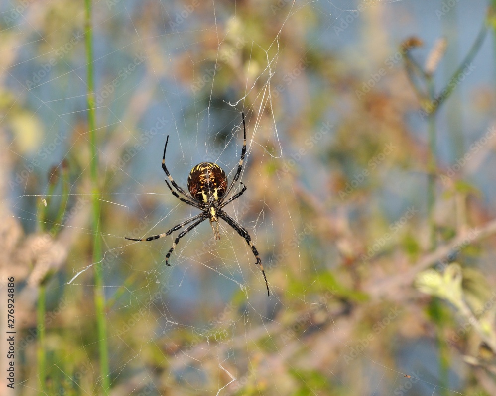 Argiope bruennichi, or the wasp spider, Crete Argiope bruennichi, or the wasp spider, Crete