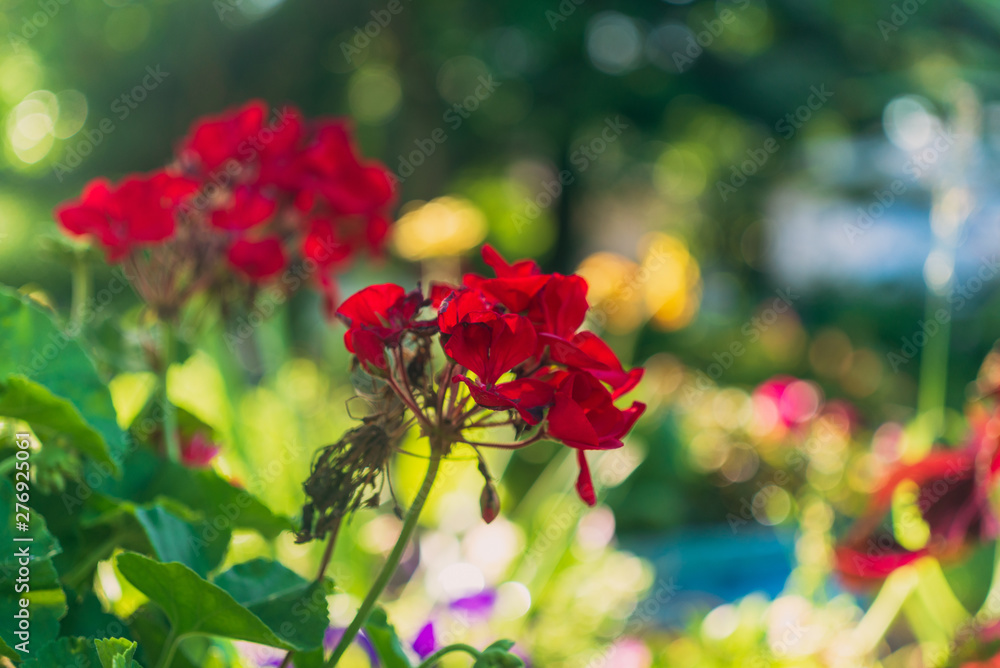 Red begonia flowers blooming in a garden in the summer Red begonia flowers blooming in a garden in the summer