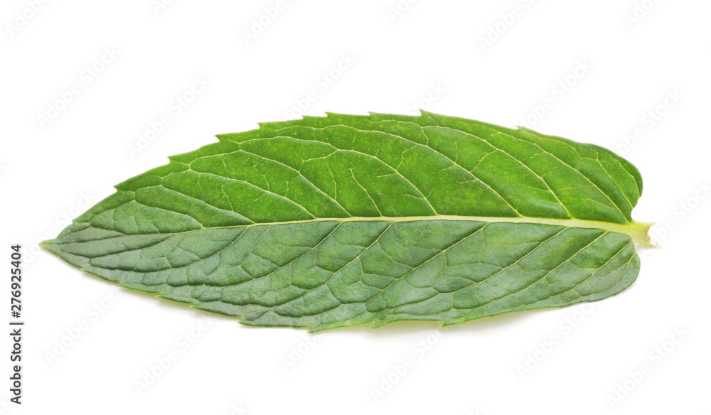 Obraz premium One green leaf.