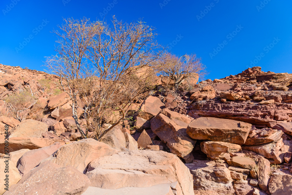 Tree growing on the side of a hill made from large, flat boulders, Kalahari Desert, Namibia