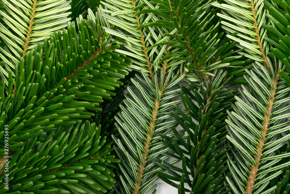 Natural green spruce twig background or texture