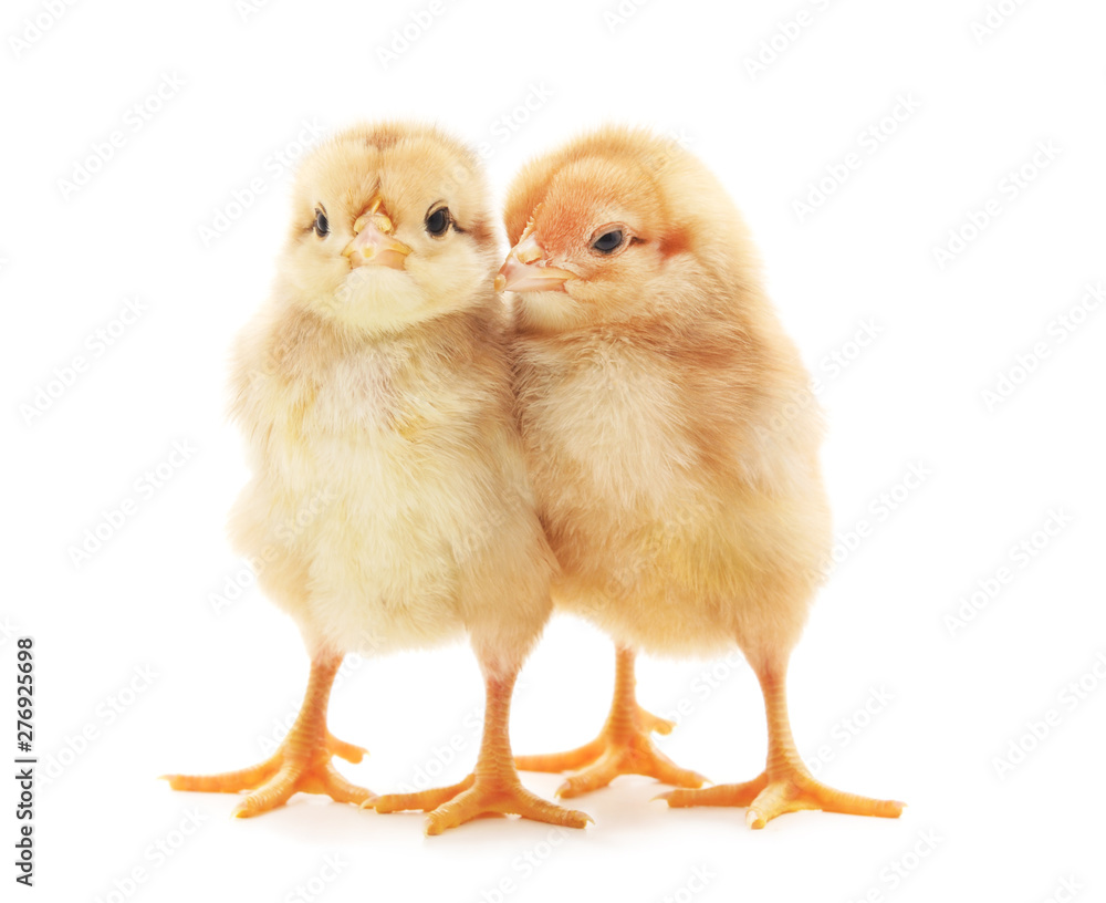 Fototapeta premium Two small chickens.