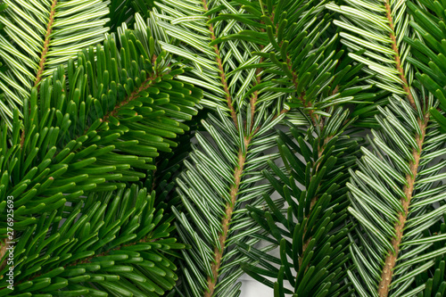 Natural green spruce twig background or texture