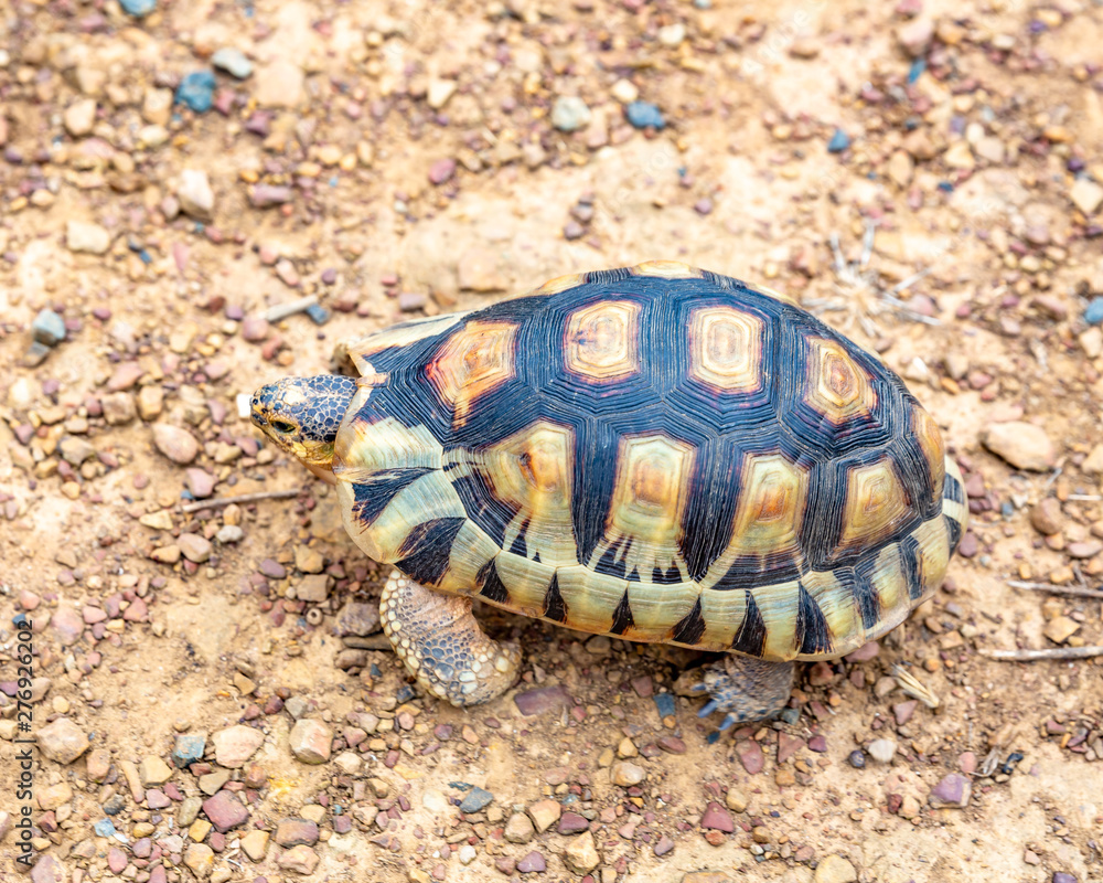 Close up sulcata tortoise,spurred tortoise resting in the garden,Spurred tortoise on ground Close up sulcata tortoise,spurred tortoise resting in the garden,Spurred tortoise on ground
