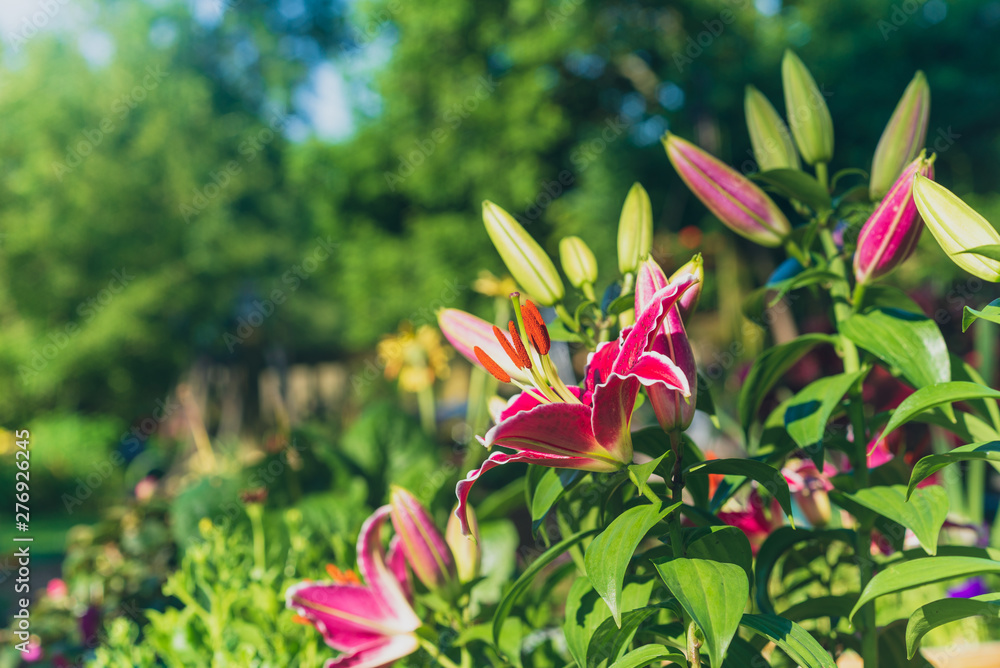 Fototapeta premium Beautiful blooming lily flowers in the garden