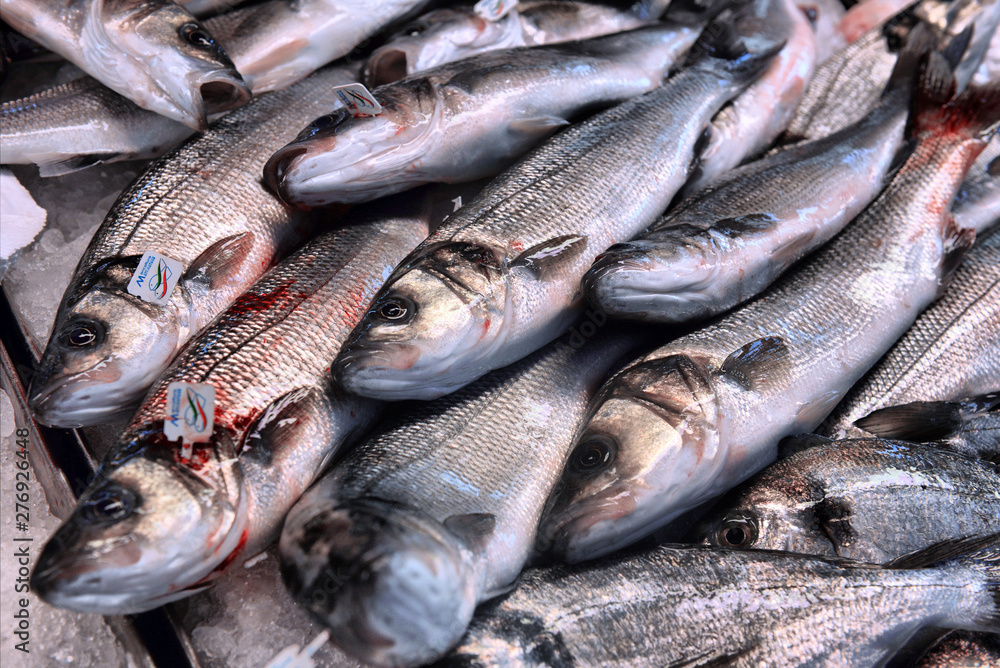 Fresh gilt-head bream or dorado fish lying in the ice