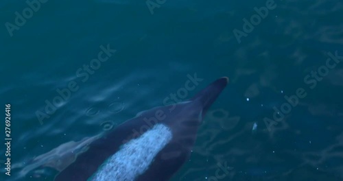 Overhead view of bottlenose dolphin breaking water surface blowhole breath slow motion