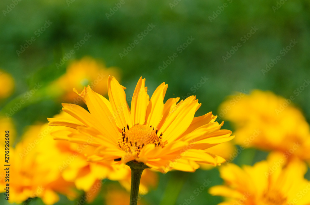 Blooming yellow flowers in summer garden Blooming yellow flowers in summer garden