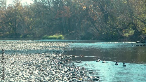 Ducks enjoying the Boise River in Eagle, Idaho