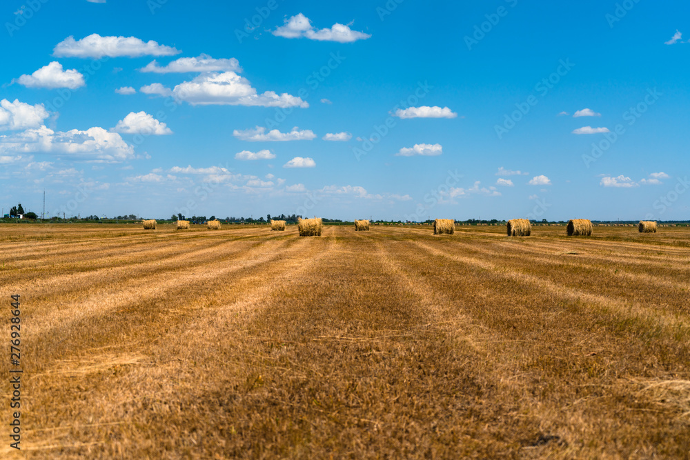 Fototapeta premium Hayfield.Hay harvesting Sunny landscape. rolls of fresh dry hay in the fields. fields of yellow mown grass against a blue sky.