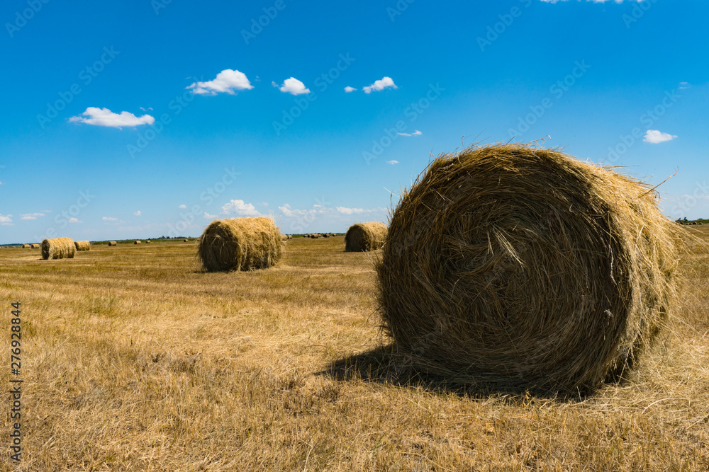 Hayfield.Hay harvesting Sunny  landscape. rolls of fresh dry hay in the fields. fields of yellow mown grass against a blue sky.
