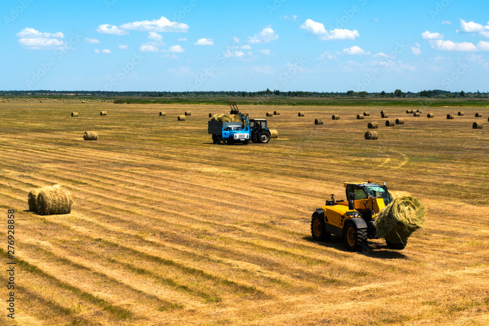 Obraz premium Hayfield.Hay harvesting Sunny landscape. rolls of fresh dry hay in the fields. tractor collects mown grass. fields of yellow mown grass against a blue sky.