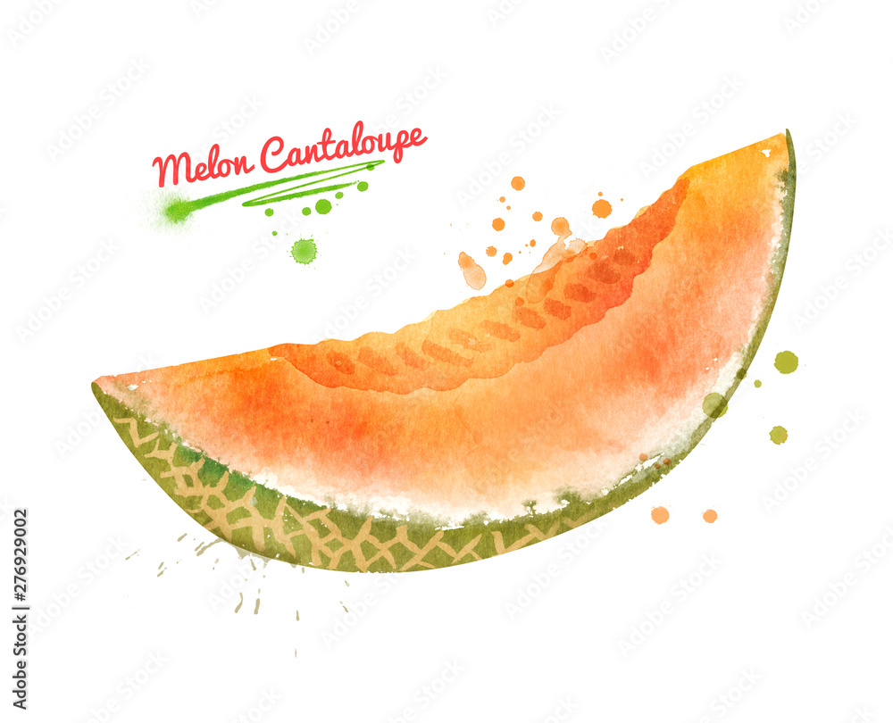 Watercolor illustration of Melon Cantaloupe Watercolor illustration of Melon Cantaloupe