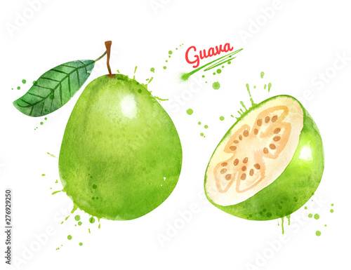 Watercolor illustration of Guava fruit photo