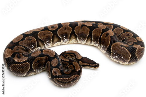 Ball Python Reptile Snake Boa on White Background © Mike