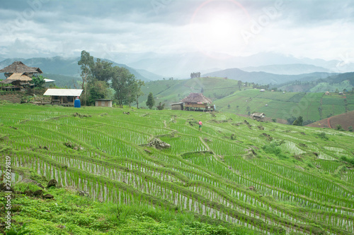 Rice planting season in Chiang Mai  Rice growing in rice terraces