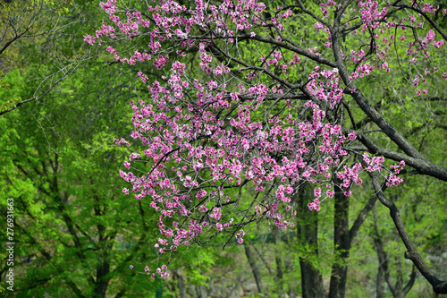 Sakura cherry blossoms. North Korea