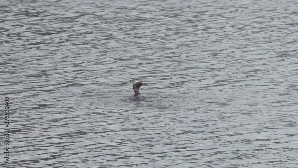 Tufted duck Aythya fuligula in the lake,The bird floats on water and dives into water Tufted duck Aythya fuligula in the lake,The bird floats on water and dives into water