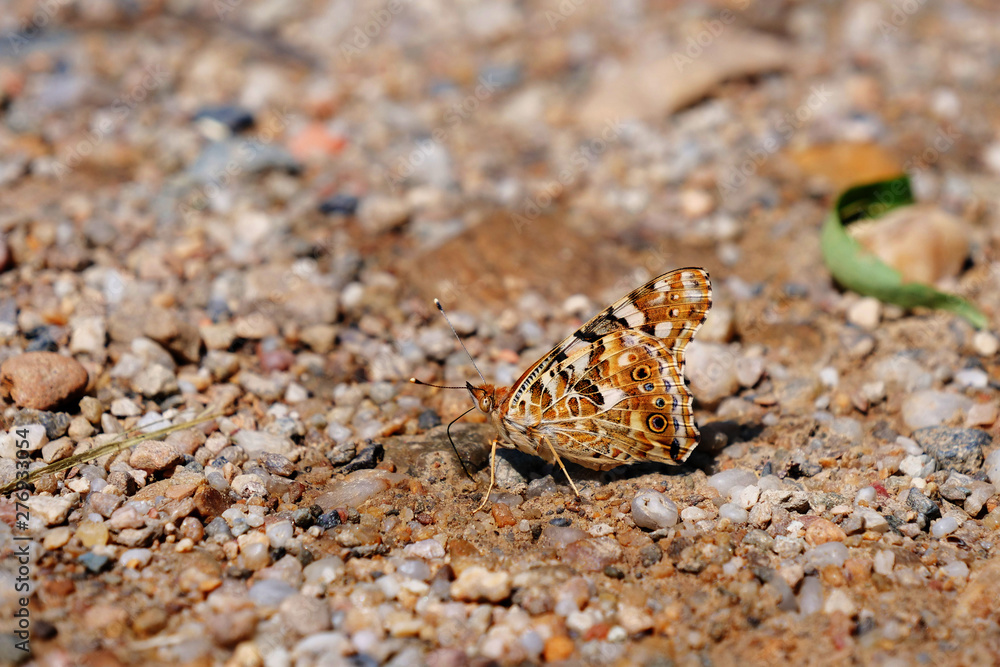 Painted Lady butterfly (Vanessa cardui) showing ventral side pattern while feeding on ground minerals with its tubelike tongue, called a proboscis