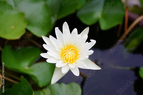 white lotus in the pond 