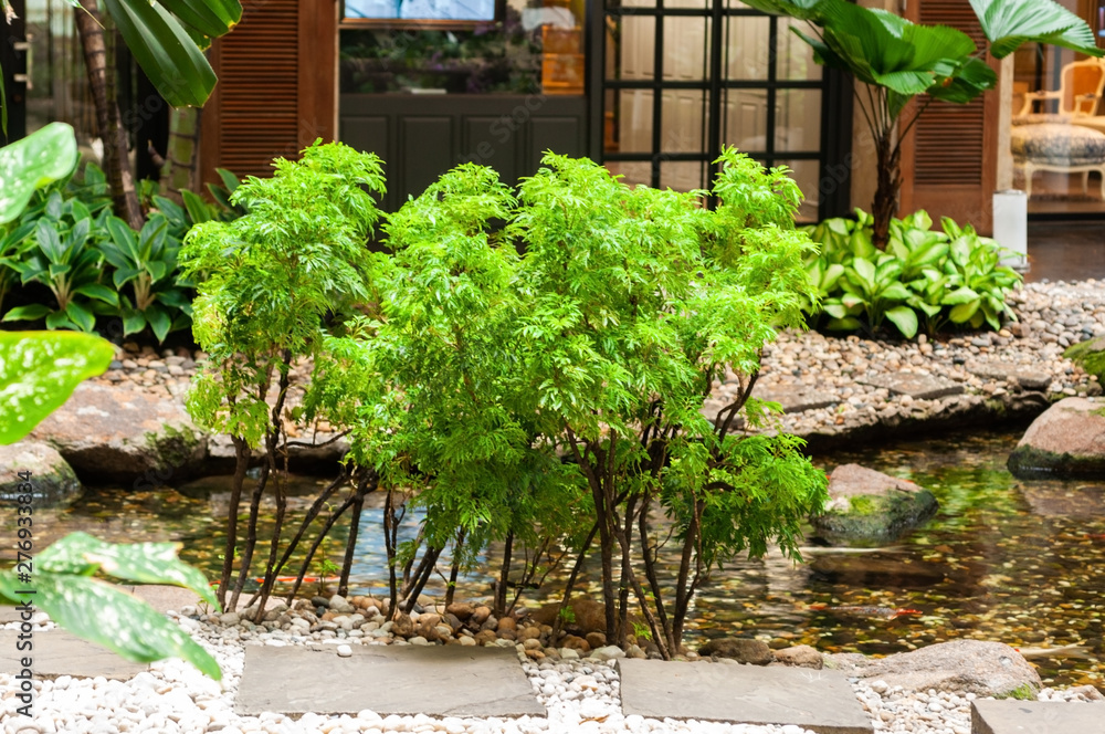 Fototapeta premium Small tree with fresh green leaf with sun light in morning next to fish pond.