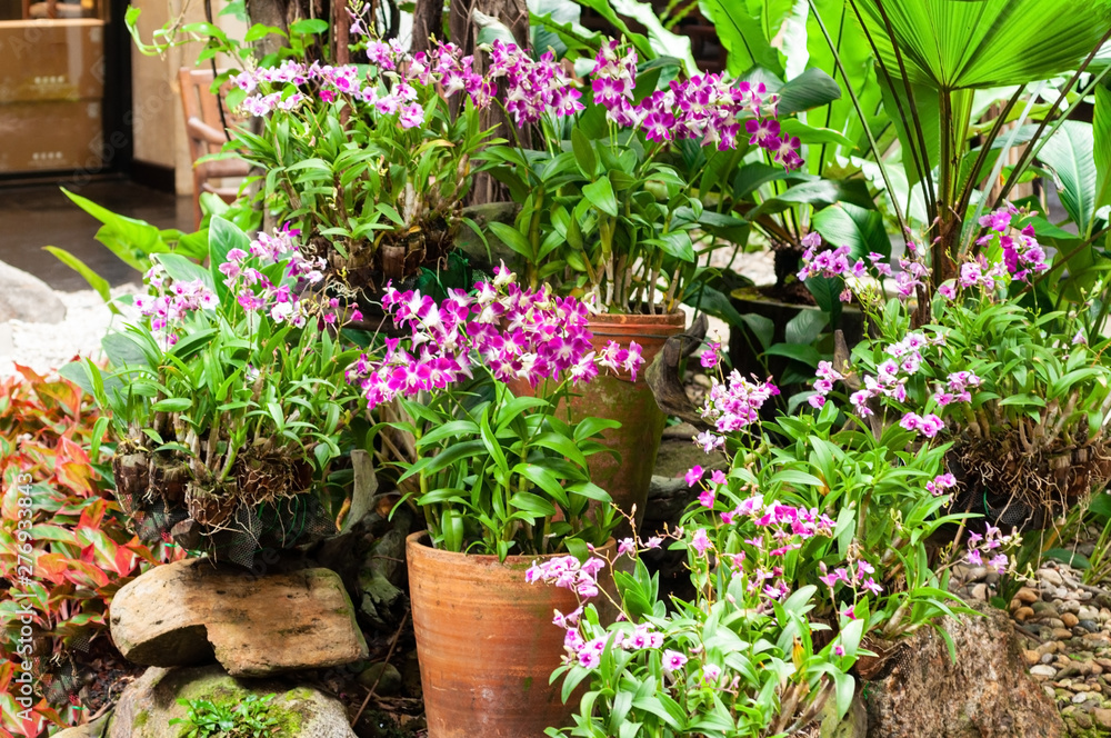 Beautiful orchid flowers with green plants in garden.  Flowers grown up in clay pot.