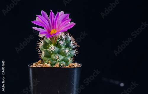 Pink flower of cactus blooming, Mammillaria scrippsiana  photo