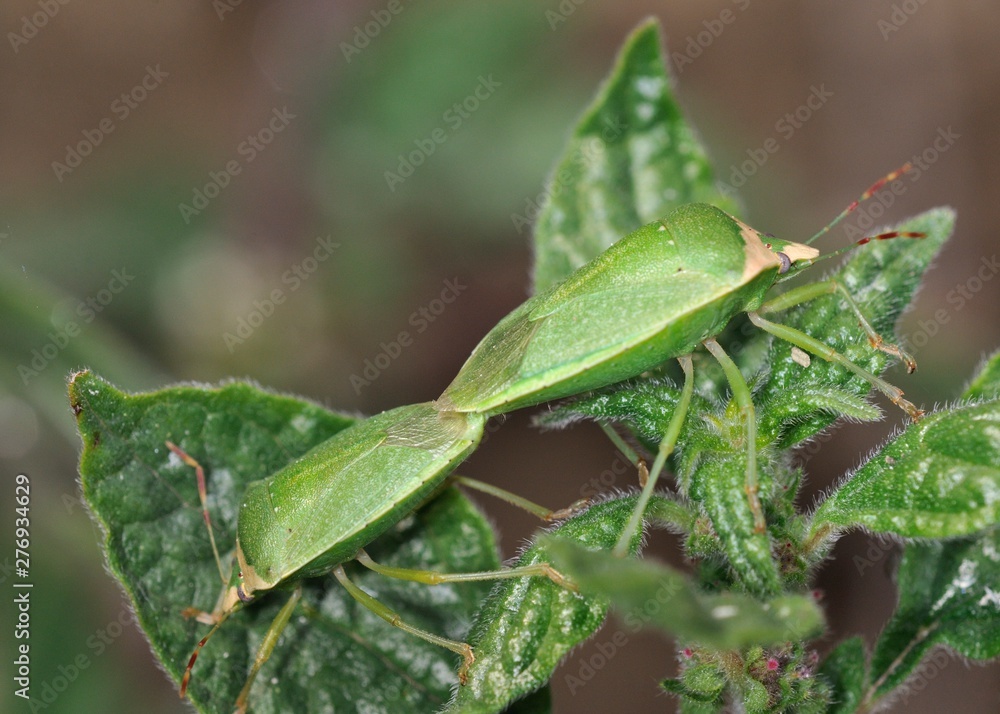 Nezara viridula, commonly known as the southern green stink bug, southern green shield bug or green vegetable bug, Crete Nezara viridula, commonly known as the southern green stink bug, southern green shield bug or green vegetable bug, Crete