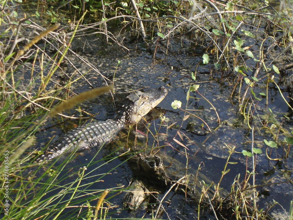 Springtime in Louisiana Wetlands: Alligator Catching Some Sun Rays Springtime in Louisiana Wetlands: Alligator Catching Some Sun Rays