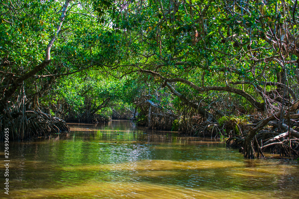 Manglar o mangle es un ecosistema con árboles muy tolerantes a las sales existentes en la zona intermareal cercana a la desembocadura de cursos de agua dulce Manglar o mangle es un ecosistema con árboles muy tolerantes a las sales existentes en la zona intermareal cercana a la desembocadura de cursos de agua dulce