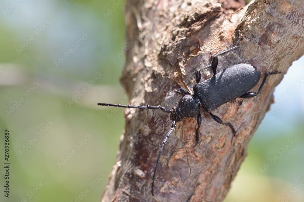 Ropalopus clavipes is a long-horned beetles (family Cerambycidae), Crete Ropalopus clavipes is a long-horned beetles (family Cerambycidae), Crete