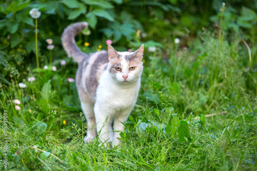 A white gray sly cat walks on a green lawn with its tail sticking out and its ears and eyes dirty. Cat on a grass.