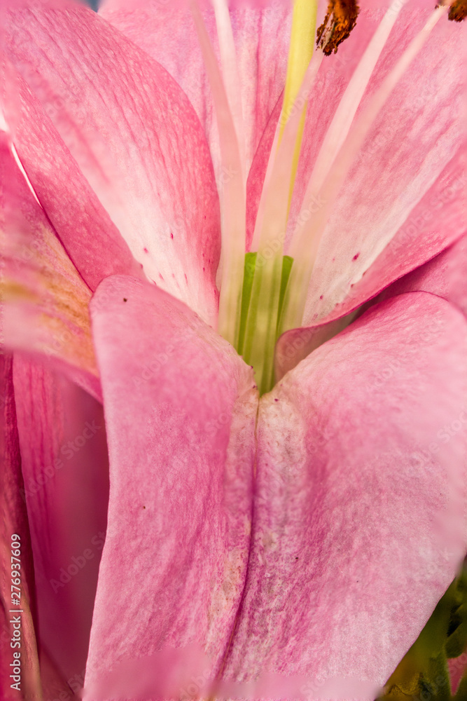 Closeup inside of a lily flower