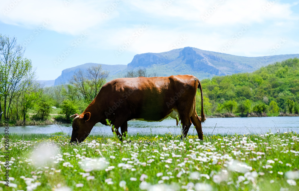 Cow grazing on a meadow near the lake with mountains in the background