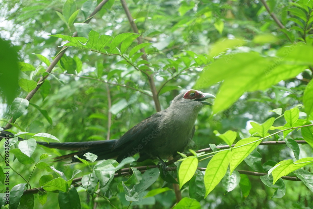 Green-billed Malkoha Green-billed Malkoha